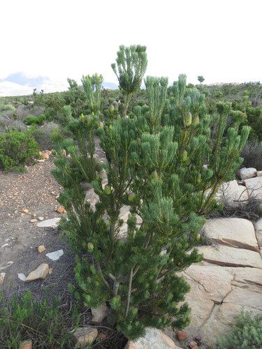 Image of Leucadendron nobile by (c) James Deacon, some rights reserved (CC BY-SA)
