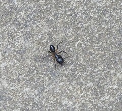 Camponotus sexpunctatus