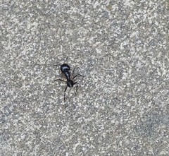 Camponotus sexpunctatus