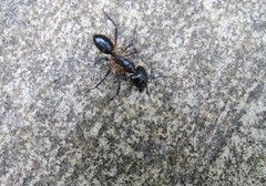 Camponotus sexpunctatus