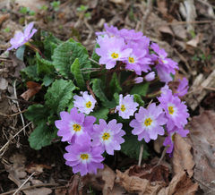 Primula vulgaris rubra