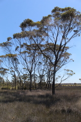 Eucalyptus cornuta