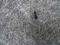 Camponotus sexpunctatus