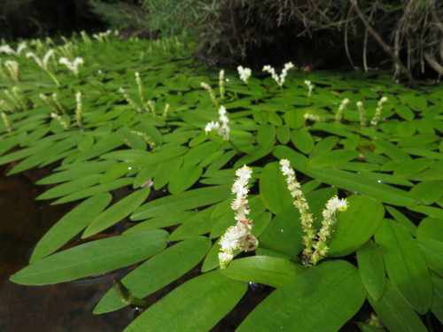 Desert Waterblommetjie (Aponogeton desertorum)