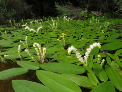 Aponogeton desertorum