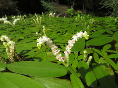 Aponogeton desertorum
