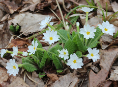 Primula vulgaris rubra