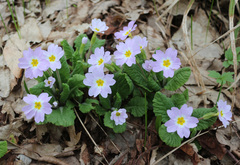 Primula vulgaris rubra