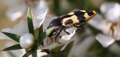 Castiarina interstitialis