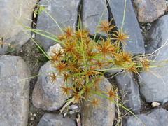 Cyperus amabilis