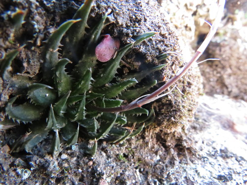 Haworthia monticola