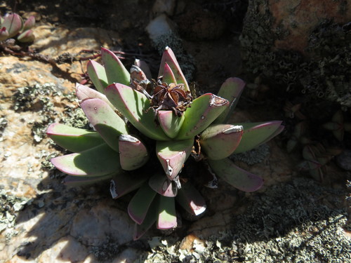 Image of Machairophyllum bijliae by (c) James Deacon, some rights reserved (CC BY-SA)