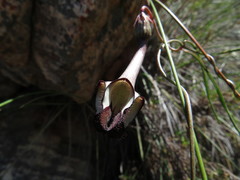 Ceropegia leptophylla