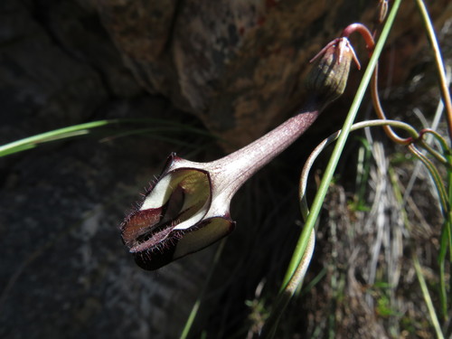 Ceropegia leptophylla