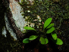 Specklinia grobyi