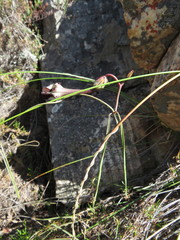 Ceropegia leptophylla