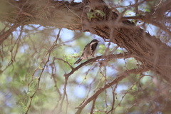 Melaniparus cinerascens
