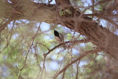 Melaniparus cinerascens