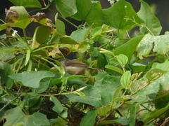 Prinia