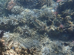 Lutjanus decussatus