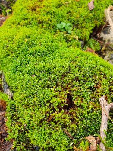 Image of Vinealobryum vineale by no rights reserved