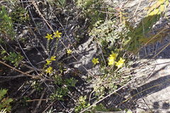 Sebaea grisebachiana