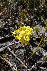Sebaea grisebachiana