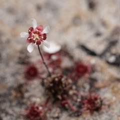 Drosera microscapa