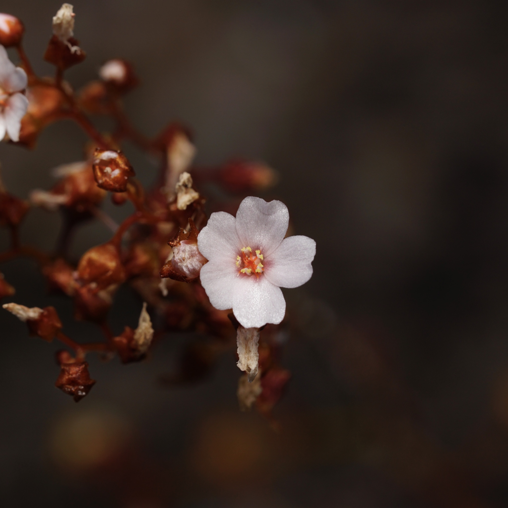 Drosera myriantha Planch.