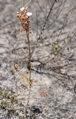 Drosera myriantha