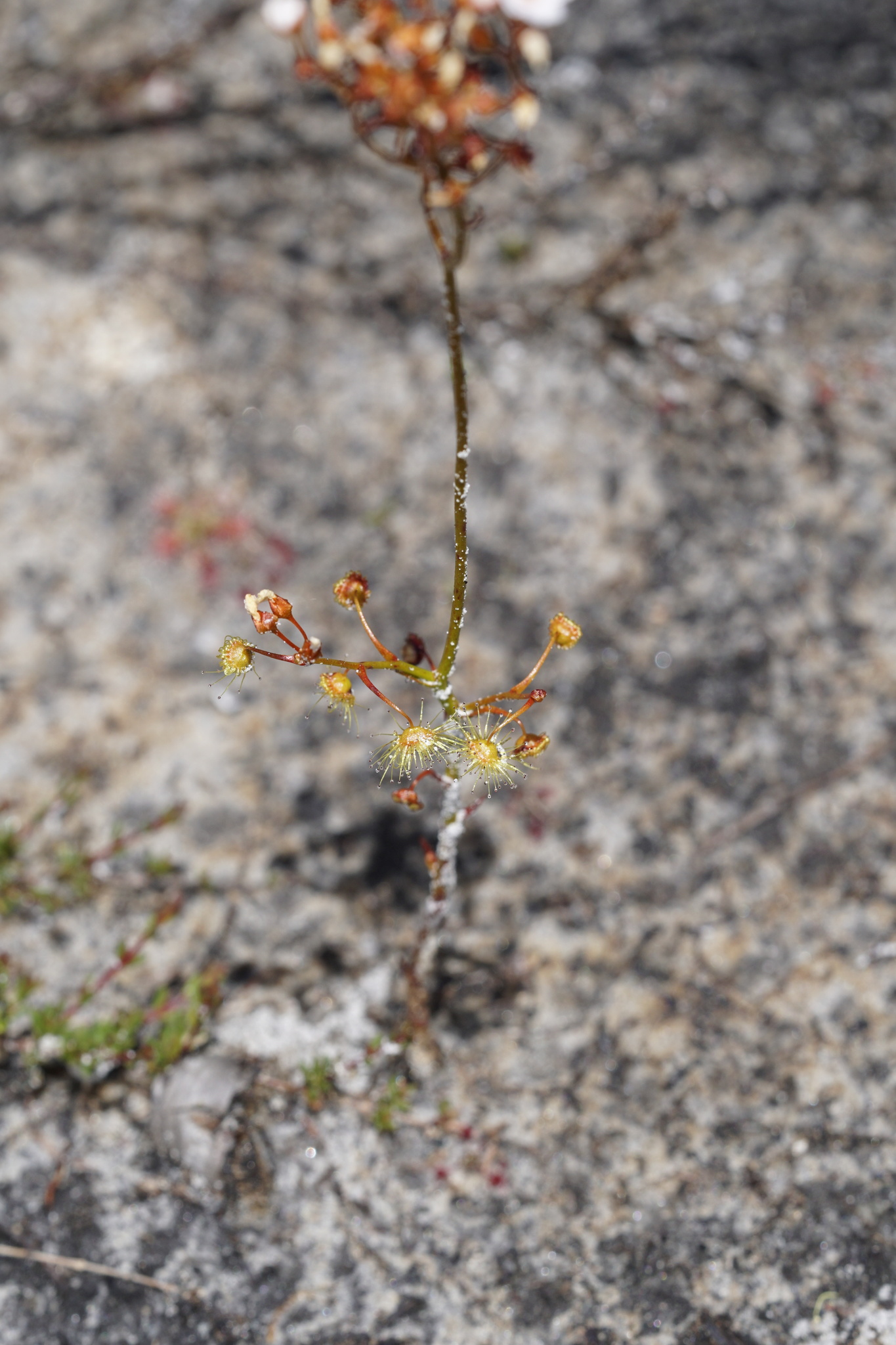 Drosera myriantha Planch. 3