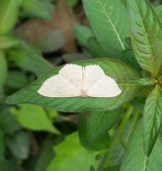 Lepidoptera