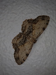 Microcalicha sordida