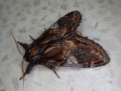 Notodonta stigmatica