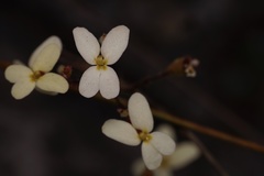 Stylidium piliferum