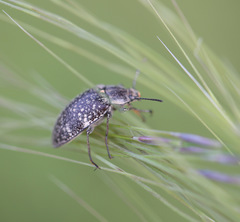 Lepispilus rotundicollis