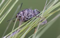 Lepispilus rotundicollis