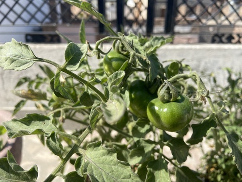 tomato