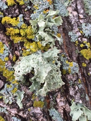 Ramalina sinensis