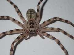 Eusparassus walckenaeri