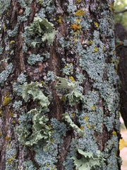 Ramalina sinensis