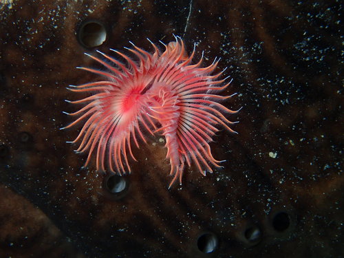 Red Tubeworm, photo 2 of 10