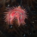 Red Tubeworm - Photo (c) Daniela Kupschus, some rights reserved (CC BY-NC), uploaded by Daniela Kupschus