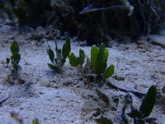Halophila