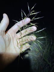 Capillipedium spicigerum