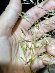 Capillipedium spicigerum