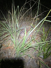 Capillipedium spicigerum