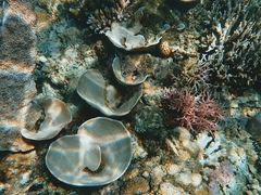 Phyllospongia