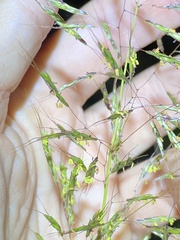 Capillipedium spicigerum