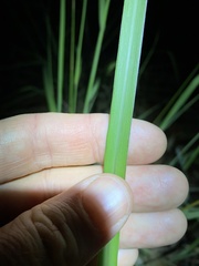 Capillipedium spicigerum